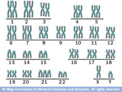 chromosomes worksheet