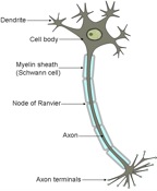Schematic of Neuron