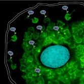 Human Cell infected with T. cruzi