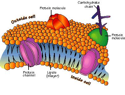 Animal Cell Muscle