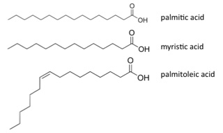 Myristic Acid