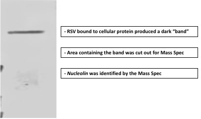 nucleonin