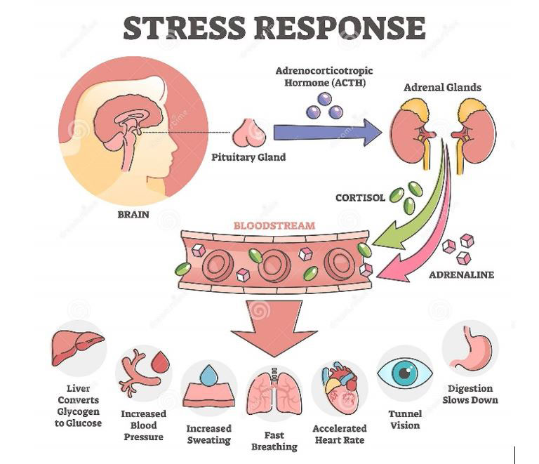 Your Environment, Stress, and Your Health - What A Year